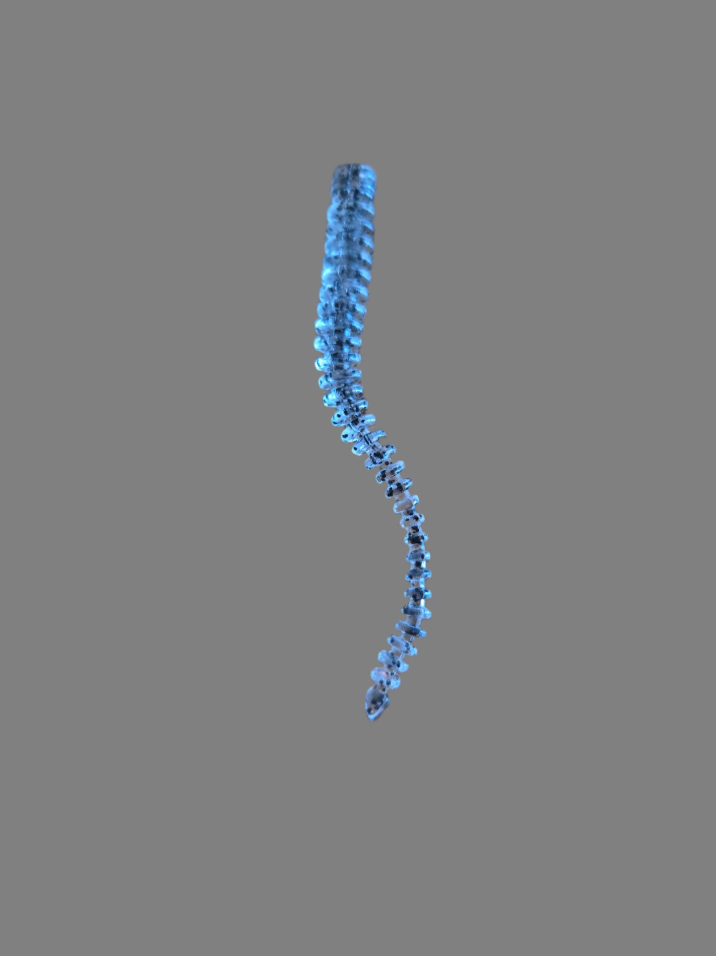 LIMIT 6 WORMS BLACK/