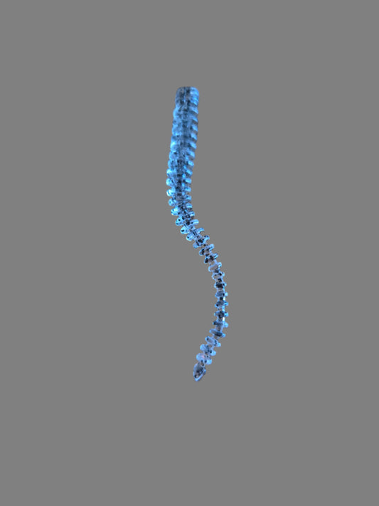 LIMIT 6 WORMS BLACK/